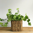 square seagrass baskets