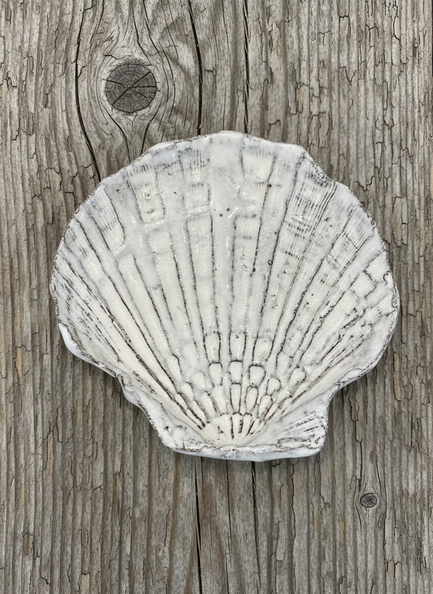Scallop