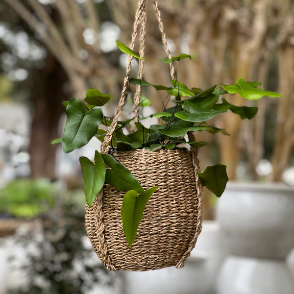 hanging seagrass planter