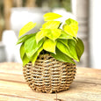 round seagrass planter