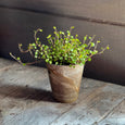 angel vine plant in grey clay pot - store pick up